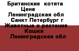 Британские  котята. › Цена ­ 4 500 - Ленинградская обл., Санкт-Петербург г. Животные и растения » Кошки   . Ленинградская обл.